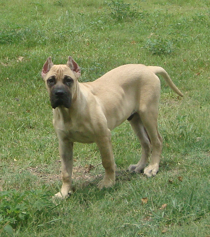 Big Puppy Rocky