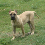 Big Puppy Rocky