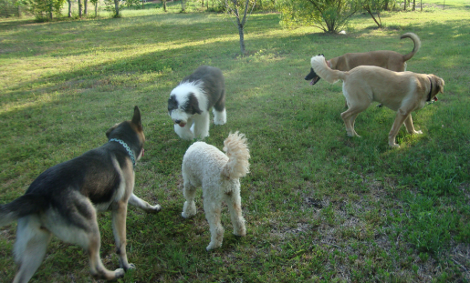 Dog Enjoy the Large Play Area