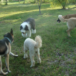 Dog Enjoy the Large Play Area