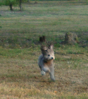 Toy Poodle Romeo Runs