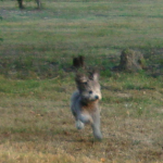 Toy Poodle Romeo Runs