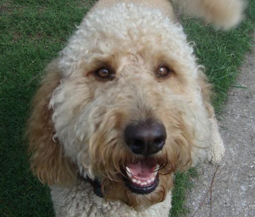 Labradoodle Sydney