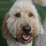 Labradoodle Sydney