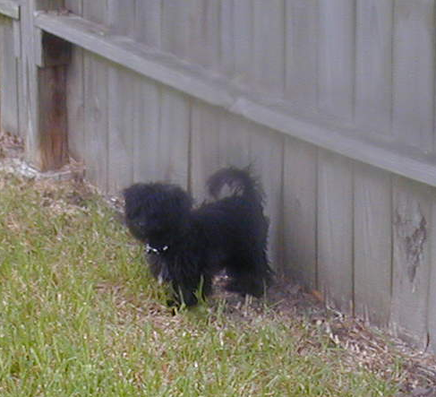 Maltipoo Tito