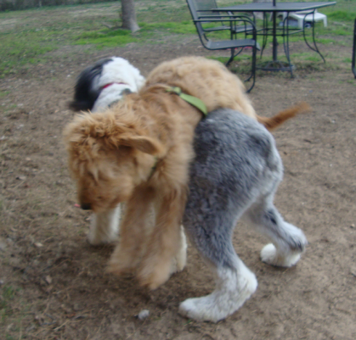 Murphy Discovers Old English Sheepdogs Like Rocky are Tall!