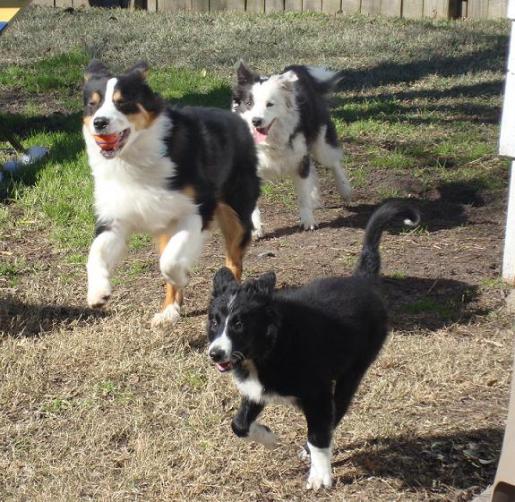 Austrailian Shepherd Yogi and Border Collies Belle and Frolic Play Fetch