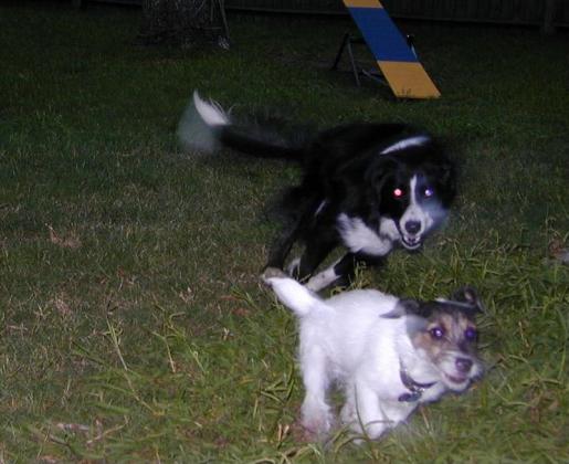 BLUR!  Jack Russell Terrier Tuffy Runs with Border Collie Zoey.