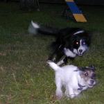 BLUR!  Jack Russell Terrier Tuffy Runs with Border Collie Zoey.