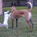 I wanna kiss her but she's way to tall.  Jack Russell Terrier Tuffy tries to kiss Belgian Malinois Taz.