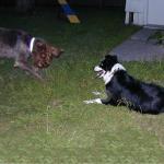 Ears!  Wirehaired Pointing Griffon Willie Plays with Border Collie Zoey