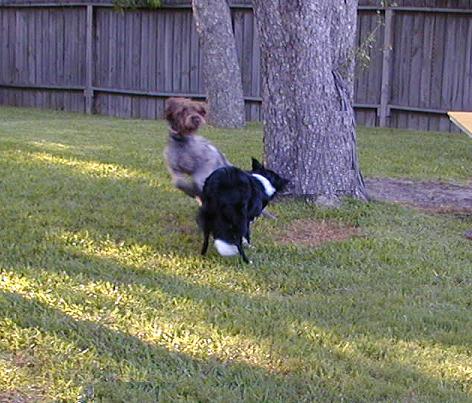 Zoey Plays with Willie