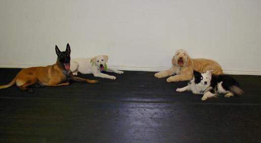 Training a down stay. From left to right, Belgian Malinois Taz, Labrador Chase, Labradoodle Barkley and Border Collie Frolic.