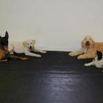 Training a down stay. From left to right, Belgian Malinois Taz, Labrador Chase, Labradoodle Barkley and Border Collie Frolic.