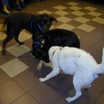 Hershey, Ringo and Sophie