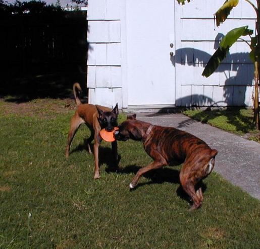 Mack and Taz play tug.