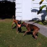 Mack and Taz play tug.