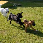 Follow the Leader, Puppy Style