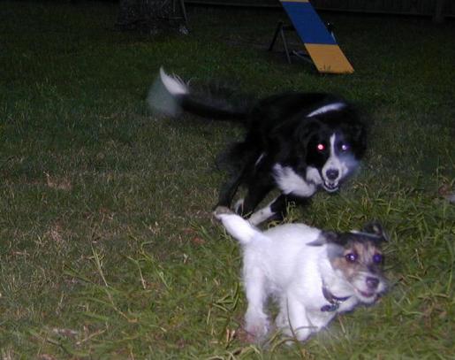 Blur!  Tuffy and Zoey Run