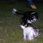 Blur!  Tuffy and Zoey Run