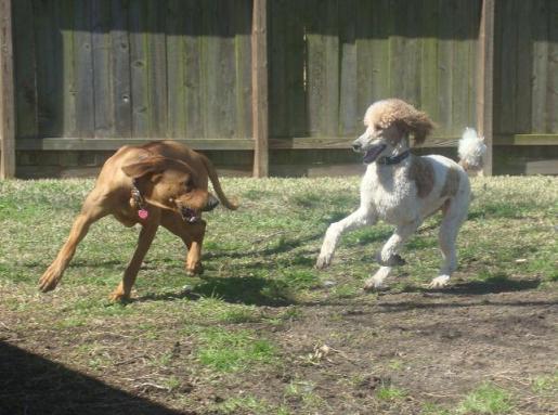 Atlas and Shandi Play