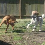 Atlas and Shandi Play