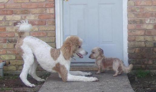 Shandi Play Bows to Bonnie