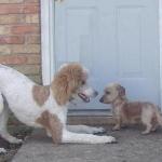 Shandi Play Bows to Bonnie