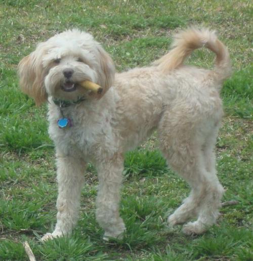 Lizzie has a Chew Bone