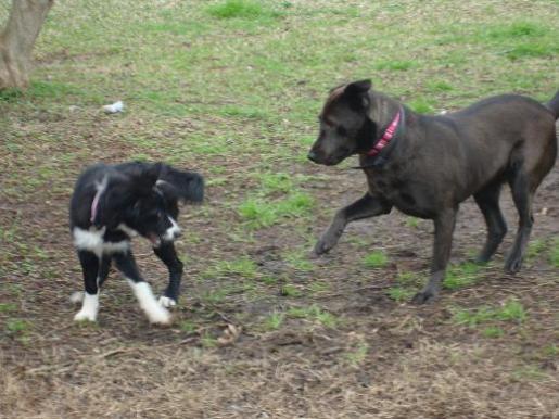 Scarlet Plays with Baby Belle