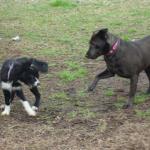 Scarlet Plays with Baby Belle