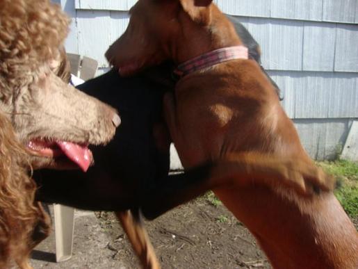 Lucy and Obi Hug Shasta Watches