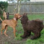 Lucy Barks Maggie Mae's Ears Off