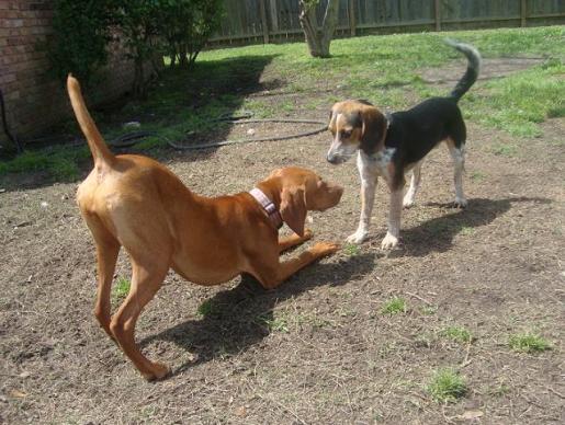 Lucy Play Bows to Molson