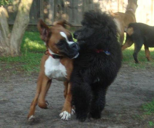 Caine and Gigi Play