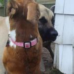 Lainie, Baby Boxer, Tries to be as Tall as Rufus, a Mastiff.