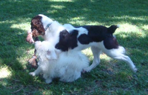 Bart and Molly Share a Toy