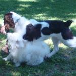 Bart and Molly Share a Toy