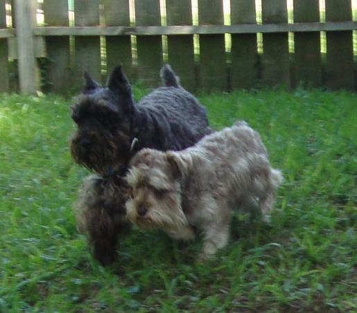 Buddies Peanut and Winston