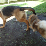 Tiny Pomeranian Cody Chases German Shepherd Rocky