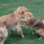 Pomeranian Cody Whispers to Golden Retriever Sadie