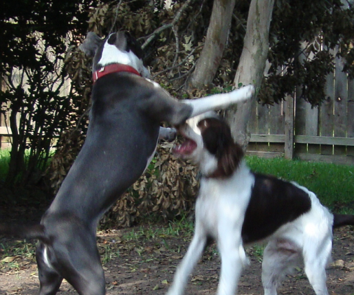 Daisy Plays with English Springer Spaniel William