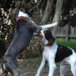 Daisy Plays with English Springer Spaniel William