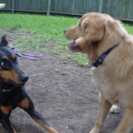 Dobermann Obi Play Bows to Golden Retriever Rusty