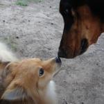 Giant Dobermann Obi Greets Tiny Pomeranian Cody