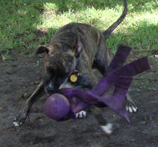 Leia Plays with a Toy