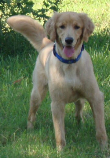 Handsome Golden Retriever Rusty