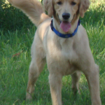 Handsome Golden Retriever Rusty