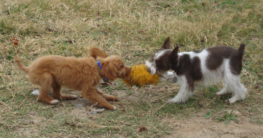 Hershey and Twix Play Tug