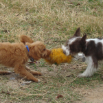 Hershey and Twix Play Tug